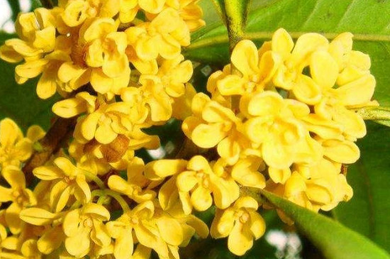 桂花的花语和寓意