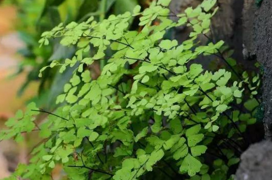 蕨类植物的茎多为