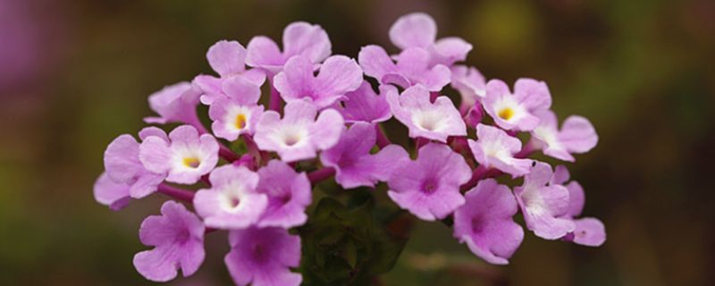 梓莘花的花语是什么