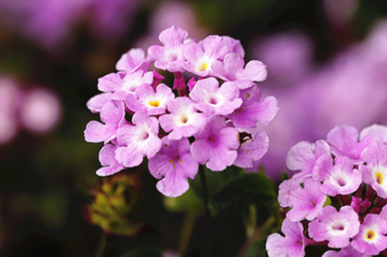 梓莘花的花语是什么
