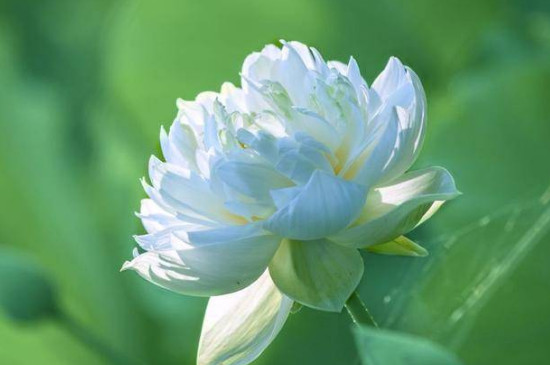 梓莘花的花语是什么