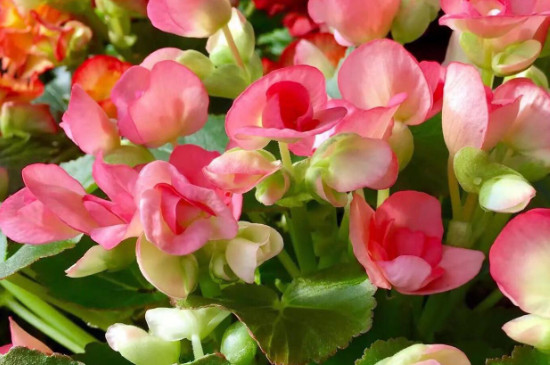 梓莘花的花语是什么