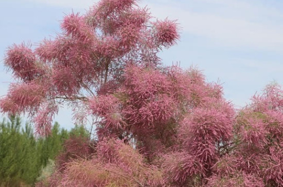 沙漠里有什么植物