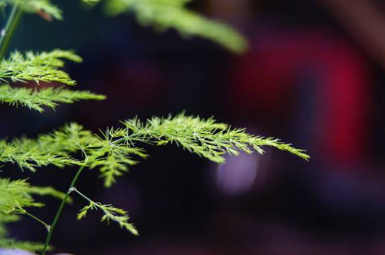 喜阴的室内植物