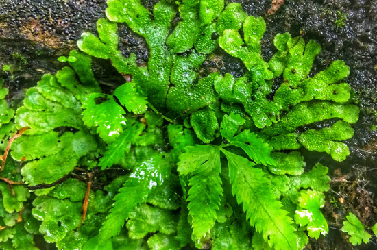 地钱是什么植物