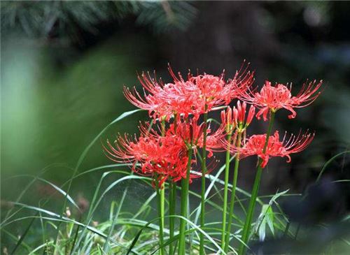 彼岸花的花语