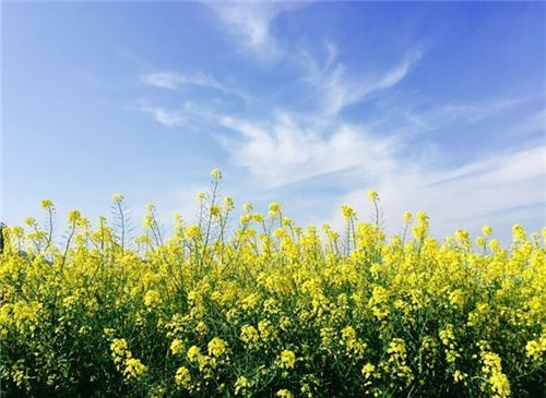 油菜花的花语