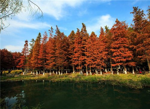 水杉是什么植物