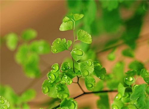 草本植物的生长过程