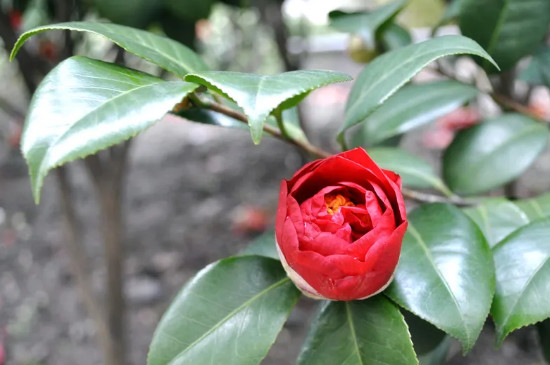 山茶花怎么养家庭养法