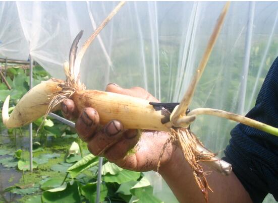 莲藕在家怎样种植方法，莲藕什么时候种植最佳(3～4月)