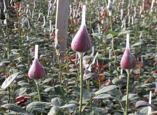 玫瑰花怎么无土栽培，5个步骤手把手教你无土栽培玫瑰花