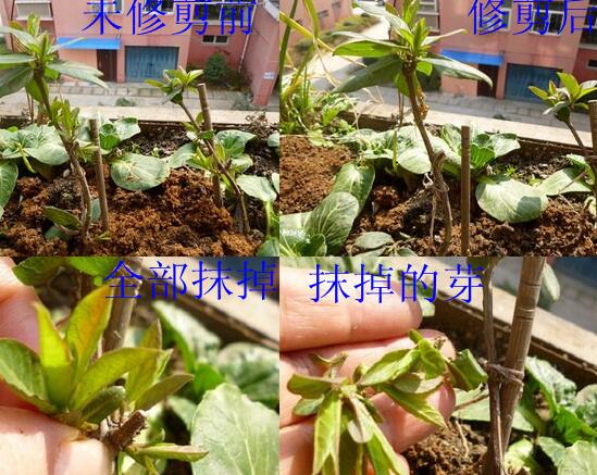 金银花盆景根怎么变粗，手把手教你将金银花的根养粗