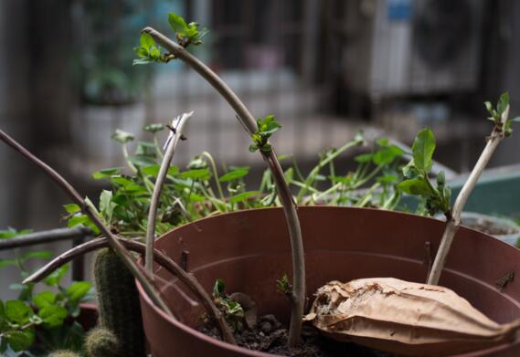 金银花怎么繁殖，详解繁殖金银花的四种方法