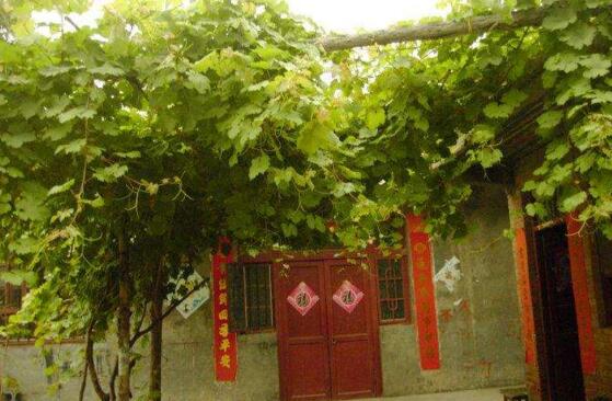 为什么家里不能种葡萄，为什么家里忌讳种葡萄