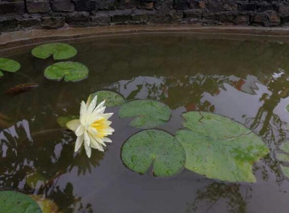 风水上家里能养睡莲吗，能养/家养睡莲寓意着招财纳福