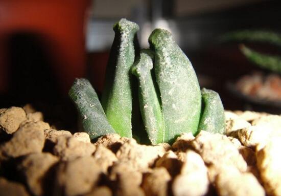 多肉植物玉扇怎么养，五个要点让玉扇疯长爆盆