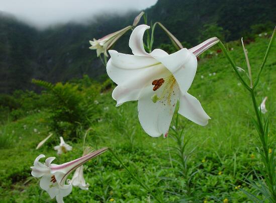 台湾百合的养殖方法，五个技巧让台湾百合花繁叶茂