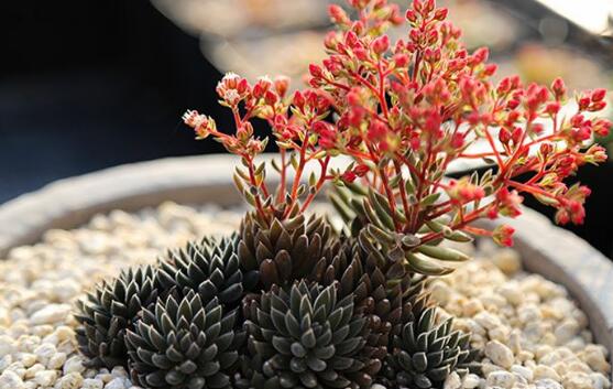 多肉植物开花后怎么办，可修剪扦插或授粉杂交出新品种