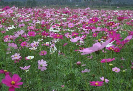 格桑花有什么寓意，格桑花的寓意和花语