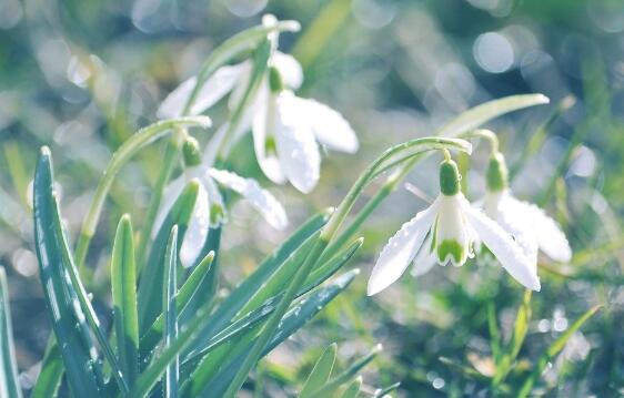 雪滴花怎么过冬，控水保温补光三招轻松度过寒冬