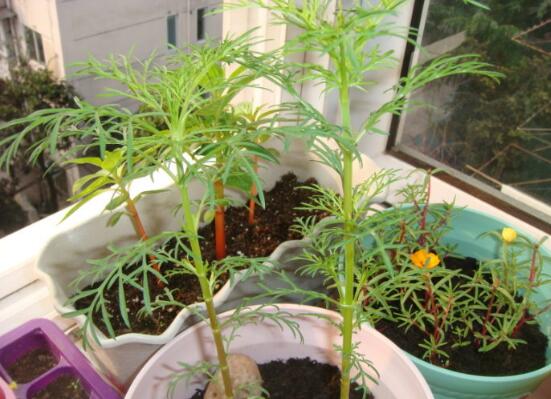 波斯菊适合室内养吗，能养但不适合/养在室内会生长不良