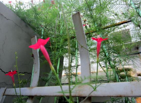 茑萝的花语和植物文化，依附生存忙碌生长/象征着积极向上