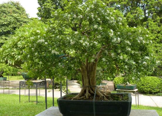 九里香夏季的养殖方法，适当荫蔽降温让其安稳度夏