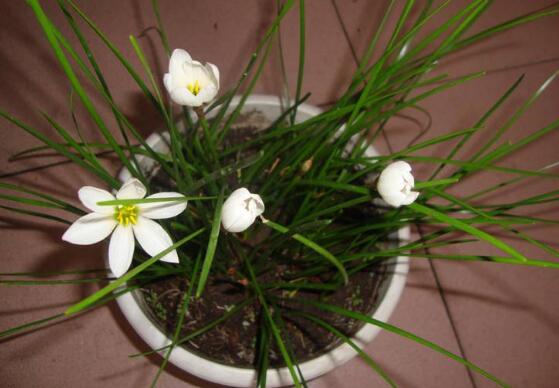 韭菜莲为什么不开花，掌握三个要点让韭菜莲花繁叶茂