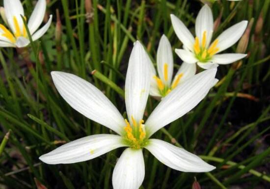 韭菜莲为什么不开花，掌握三个要点让韭菜莲花繁叶茂