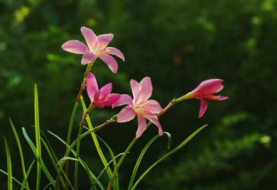 韭菜莲为什么不开花，掌握三个要点让韭菜莲花繁叶茂