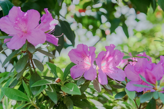 夏鹃与毛鹃的区别，毛鹃植株更高叶片更大