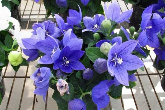 吉梗花代表什么意思，吉梗花适合送给什么人