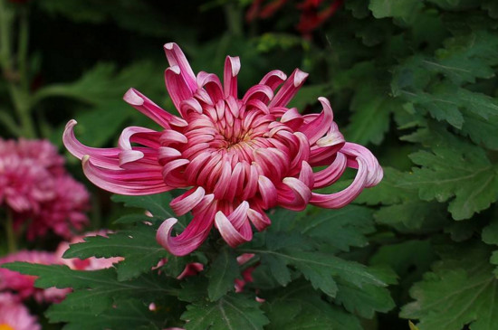 粉菊花花语是什么意思，狂野烂漫的爱/喜欢追求丰富的人生