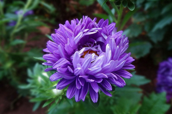 月月菊开完花怎么剪枝，修剪残花败枝促进下次开花