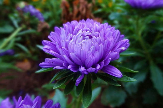 月月菊开完花怎么剪枝，修剪残花败枝促进下次开花