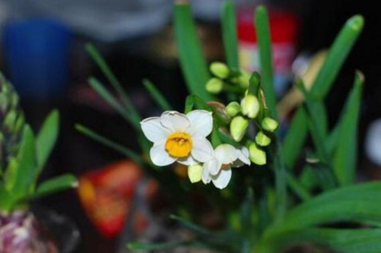 水仙花有什么用处，观赏清洁还能入药/有利住宅风水