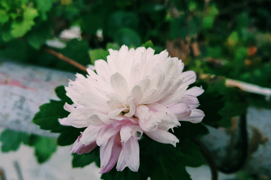 送菊花代表什么意思，送菊花有禁忌千万别乱送