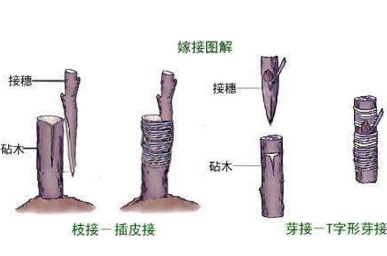 柿子树可以嫁接什么树，黑枣树/嫁接后三四年结果