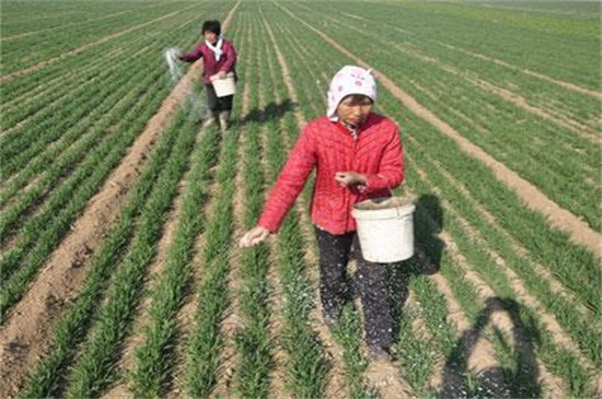 大蒜什么时候种最合适，9月下旬到10月上旬