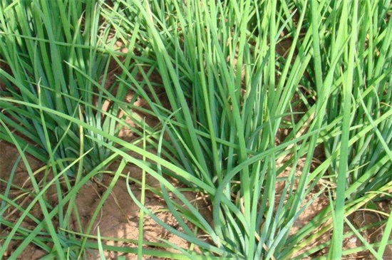 小香葱怎样种才粗壮