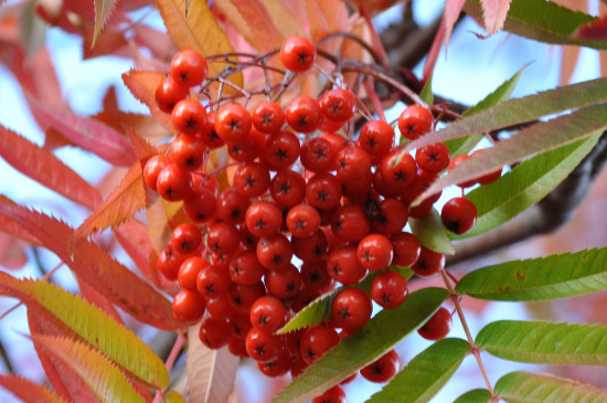 红豆花在花瓶怎么养