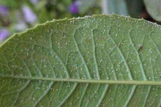 土办法防治白飞虱