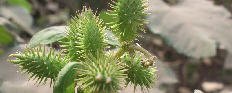 植物种子传播方式