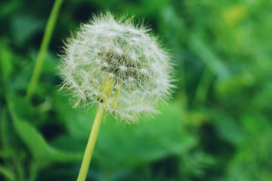 植物种子传播方式