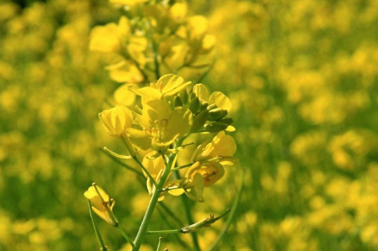 油菜花靠什么传播种子