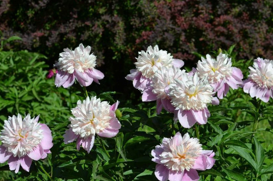 菊花里面的小黑虫