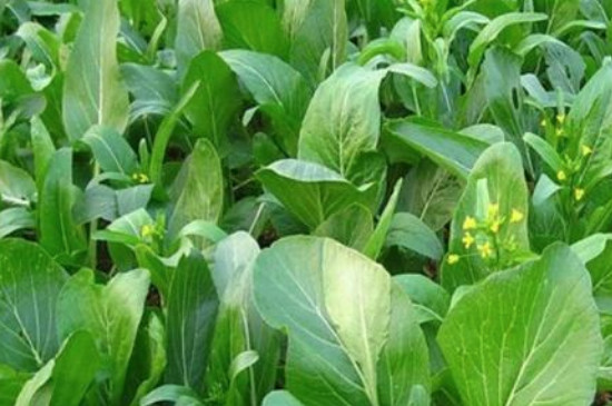 菜心发芽后几天可施肥