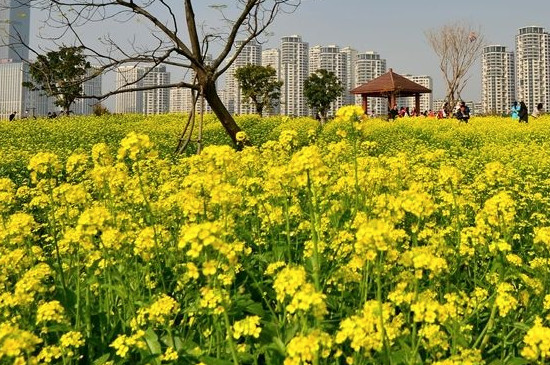 福州花海公园现在有花吗