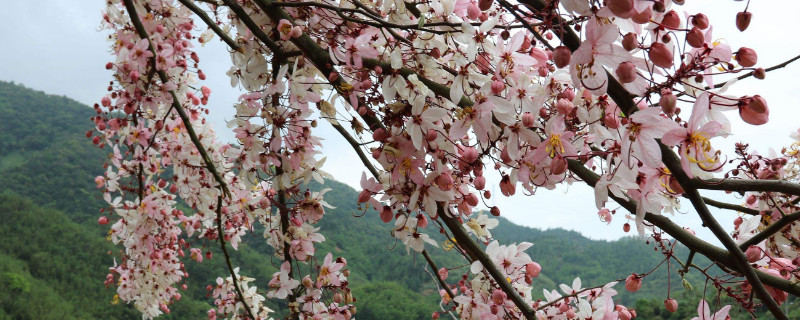 花旗木是什么木材